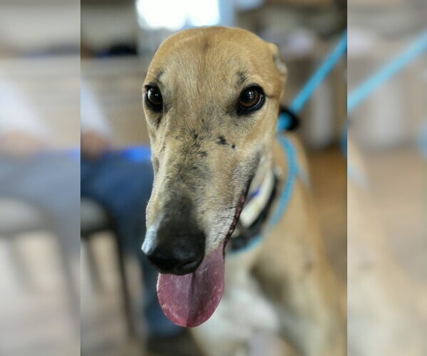 Medium Photo #4 Greyhound Puppy For Sale in Cherry Hill, NJ, USA