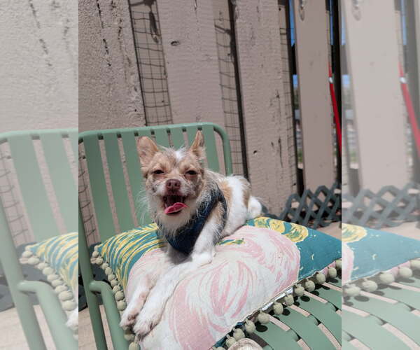 Medium Photo #2 Jack Chi Puppy For Sale in Fort Collins, CO, USA