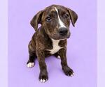 BEAN - Female Mutt Dog for Adoption - Small photo
