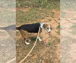 Small #2 Beagle