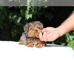 Small #3 Yorkiepoo mix (+ Poodle Toy)