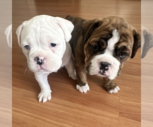 Bullboxer Pit Puppy for sale in LOS ANGELES, CA, USA