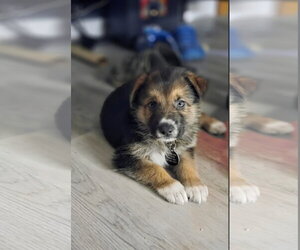 German Shepherd Dog-Unknown Mix Dogs for adoption in Royal Palm Beach, FL, USA