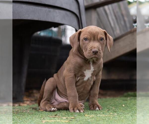 Medium Photo #4 Labrador Retriever-Unknown Mix Puppy For Sale in San Diego, CA, USA