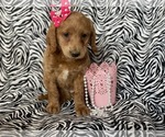 Small Photo #3 Labradoodle-Poodle (Miniature) Mix Puppy For Sale in CEDAR LANE, PA, USA