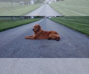 Golden Retriever Puppy for sale in HARTWELL, GA, USA