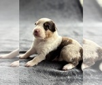 Puppy Juno Australian Shepherd