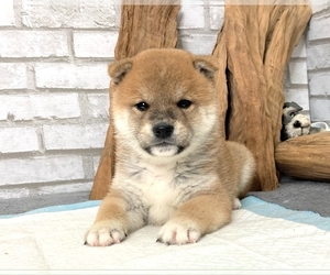 Shiba Inu Puppy for sale in MANHATTAN, NY, USA