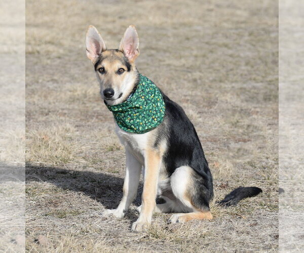 Medium Photo #9 German Shepherd Dog Puppy For Sale in Gretna, NE, USA