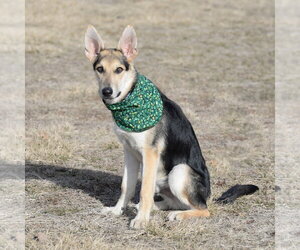 Harrison - Male German Shepherd Dog Dog for Adoption - Photo #9