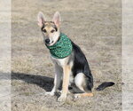 Small Photo #9 German Shepherd Dog Puppy For Sale in Gretna, NE, USA
