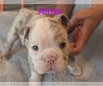 Puppy Alma Bulldog