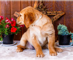Small #2 Golden Retriever