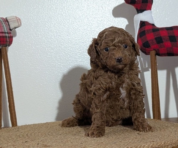Medium Photo #48 Poodle (Miniature) Puppy For Sale in GOSHEN, IN, USA
