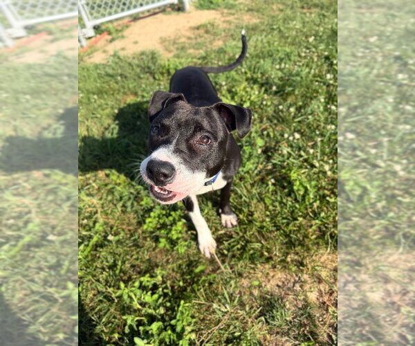 Medium Photo #3 American Staffordshire Terrier Puppy For Sale in Pierceton , IN, USA