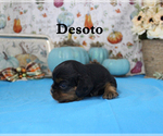 Small Photo #63 Cavalier King Charles Spaniel Puppy For Sale in CHANUTE, KS, USA