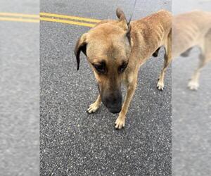 Black Mouth Cur-Unknown Mix Dogs for adoption in Houston, TX, USA