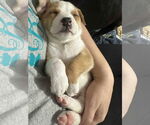 Small #2 American Staffordshire Terrier-Siberian Husky Mix