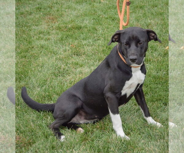 Medium Photo #4 Boxer-Unknown Mix Puppy For Sale in Huntley, IL, USA