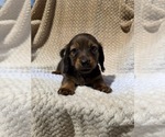 Puppy Boy 2 Dachshund
