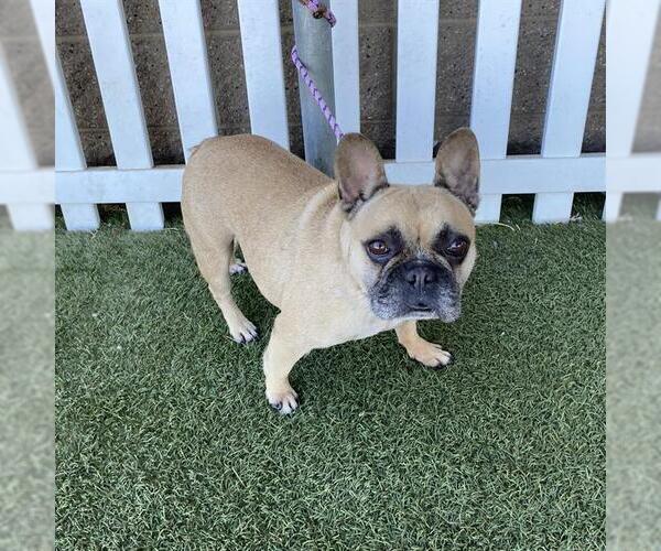 Medium Photo #1 French Bulldog Puppy For Sale in Modesto, CA, USA