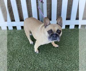 French Bulldog Dogs for adoption in Modesto, CA, USA