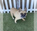 CHANEL - Female French Bulldog Dog for Adoption - Small photo