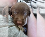 Small #3 Labrador Retriever