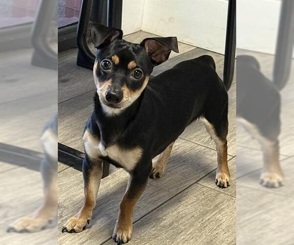 Medium Photo #1 Chihuahua-Unknown Mix Puppy For Sale in Redlands, CA, USA