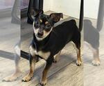 Small Chihuahua Mix