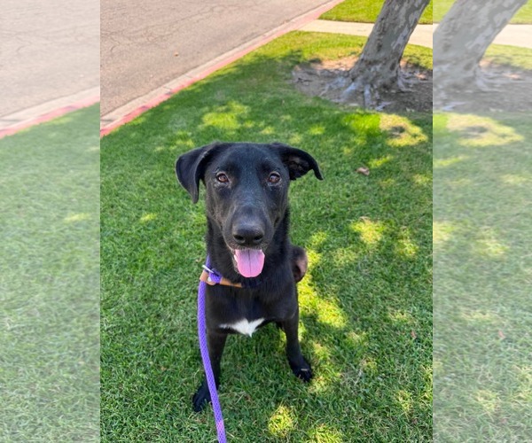 Medium Photo #1 Labrador Retriever-Unknown Mix Puppy For Sale in San Diego, CA, USA