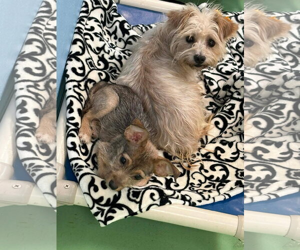 Medium Photo #4 Mutt Puppy For Sale in Phoenix, AZ, USA