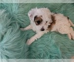 Small Photo #5 Chinese Crested Puppy For Sale in LAKELAND, FL, USA
