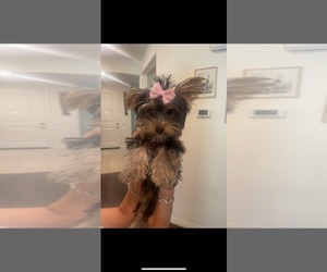 Yorkshire Terrier Puppy for Sale in RANCHO CUCAMONGA, California USA