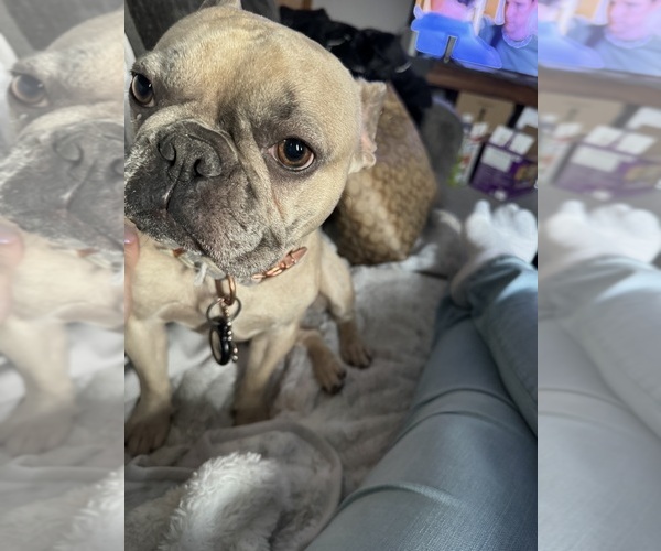 Medium Photo #1 French Bulldog Puppy For Sale in MINNEAPOLIS, MN, USA