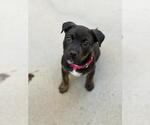 Small Mutt