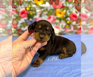 Dachshund Puppy for sale in WINNSBORO, LA, USA