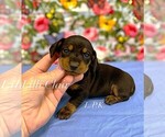 Small Dachshund