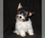 Small Photo #1 Morkie Puppy For Sale in CASSVILLE, MO, USA