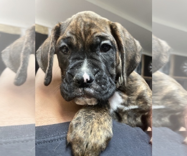 Medium Photo #8 Boxer Puppy For Sale in HAMILTON, NJ, USA