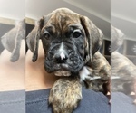 Small Photo #8 Boxer Puppy For Sale in HAMILTON, NJ, USA