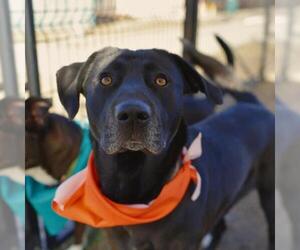Labrador Retriever-Unknown Mix Dogs for adoption in San Antonio, TX, USA