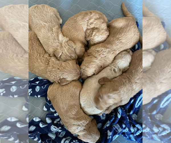 Medium Photo #9 Goldendoodle Puppy For Sale in CARMICHAEL, CA, USA