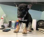 Small German Shepherd Dog Mix