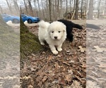 Small #1 Newfoundland-Samoyed Mix