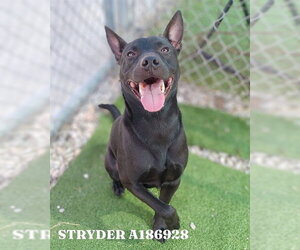 German Shepherd Dog-Unknown Mix Dogs for adoption in Pasadena, TX, USA