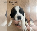 Puppy Lt blue female Saint Bernard