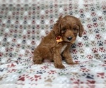 Small #1 Cockapoo (Miniature)