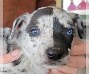 Hangin Tree Cowdog Puppy for sale in NEW CARLISLE, IN, USA