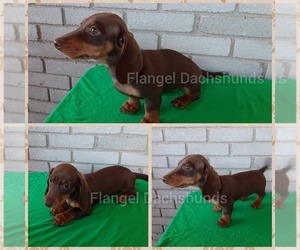 Dachshund Puppy for sale in VALDOSTA, GA, USA